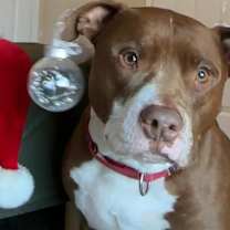 Thumbnail photo of Axel #1