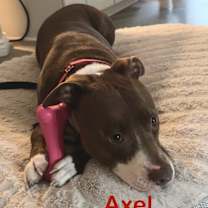 Thumbnail photo of Axel #2