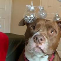 Thumbnail photo of Axel #3