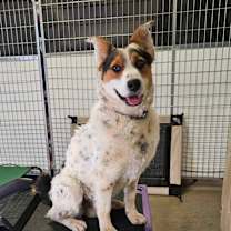 Thumbnail photo of OLIVER #1