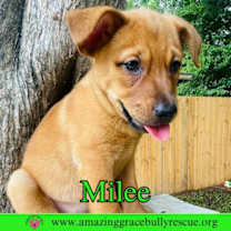 Thumbnail photo of Milee #4