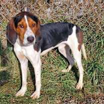 Thumbnail photo of Winston Furchill (6793) #1