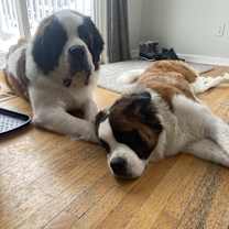 Thumbnail photo of Moose #3