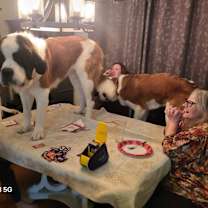 Thumbnail photo of Moose #4