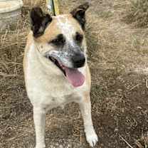 Thumbnail photo of Chicken #1