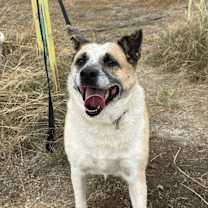 Thumbnail photo of Chicken #2