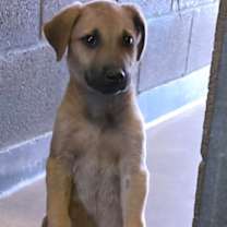 Thumbnail photo of 161537 Scoobert Doo #1