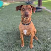 adopt-pet