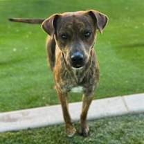 adopt-pet
