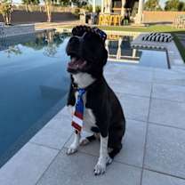 adopt-pet