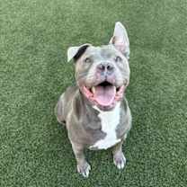 adopt-pet