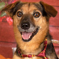 adopt-pet