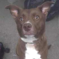 Thumbnail photo of Mougli #2