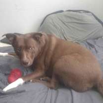 Thumbnail photo of Mougli #3