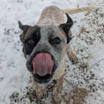 Thumbnail photo of Toby #2