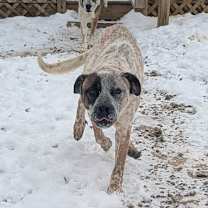 Thumbnail photo of Toby #3