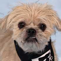 adopt-pet