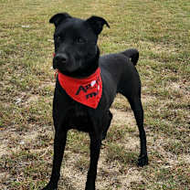 Thumbnail photo of Shadow JuM #1