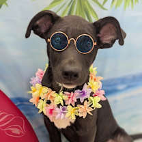 Thumbnail photo of Pickles #4