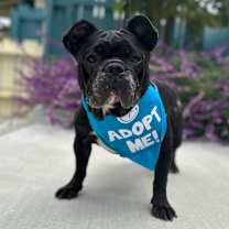 Thumbnail photo of Melon #2