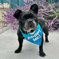 Thumbnail photo of Melon #3