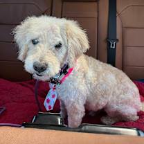 Thumbnail photo of Ansel #3