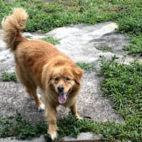 Thumbnail photo of Dixie #3