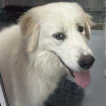 Thumbnail photo of AVALANCHE #2