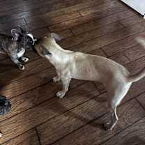 Thumbnail photo of Honey #4