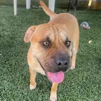 Thumbnail photo of Barkleigh #2