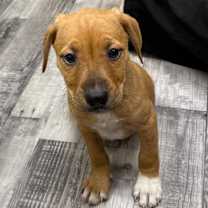 Thumbnail photo of Pearl #3