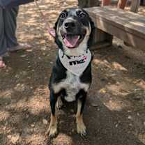 Thumbnail photo of Roxie #2