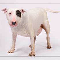 adopt-pet