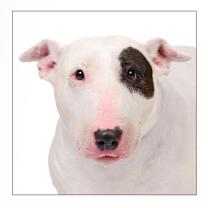 Thumbnail photo of Dottie #2