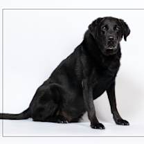 adopt-pet