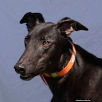 Thumbnail photo of Jack #1