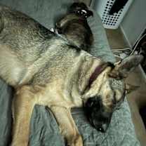 Thumbnail photo of Echo #2