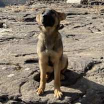 Thumbnail photo of Echo #4