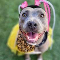 Thumbnail photo of Pickle #2