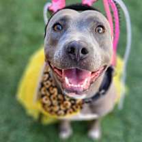 Thumbnail photo of Pickle #4