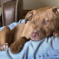 Thumbnail photo of Oliver #3