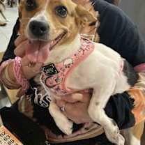 Thumbnail photo of Trixie #2