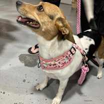 Thumbnail photo of Trixie #4