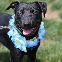 Thumbnail photo of Georgie #1