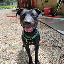 Thumbnail photo of Georgie #2