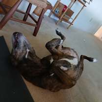 Thumbnail photo of Lola #3