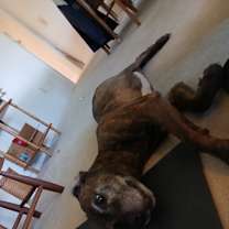 Thumbnail photo of Lola #4