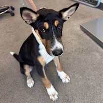 Thumbnail photo of Dober #3