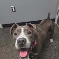 Thumbnail photo of Cocoa #3