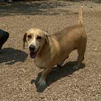 Thumbnail photo of Thistle #2